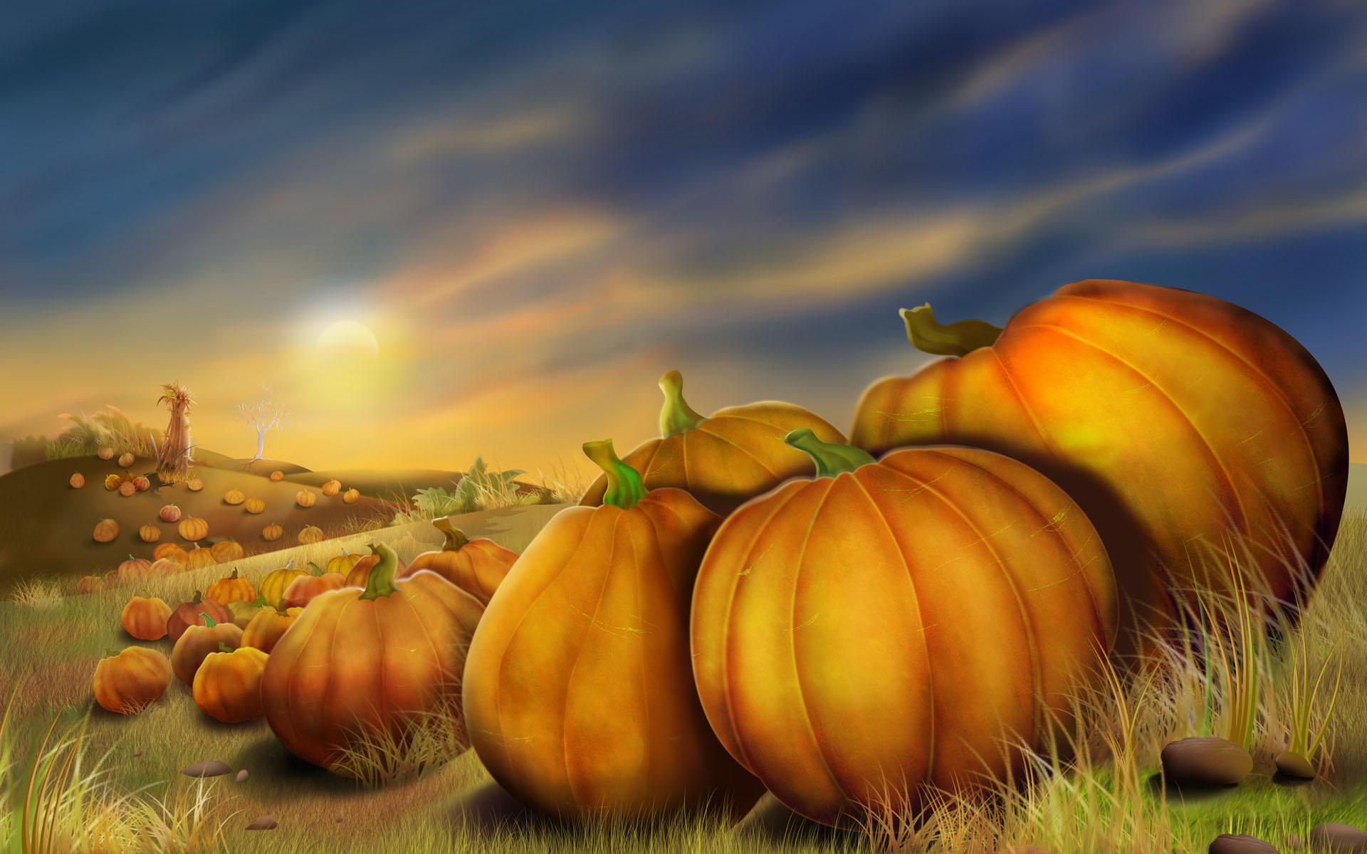 nature, pumpkins - desktop wallpaper
