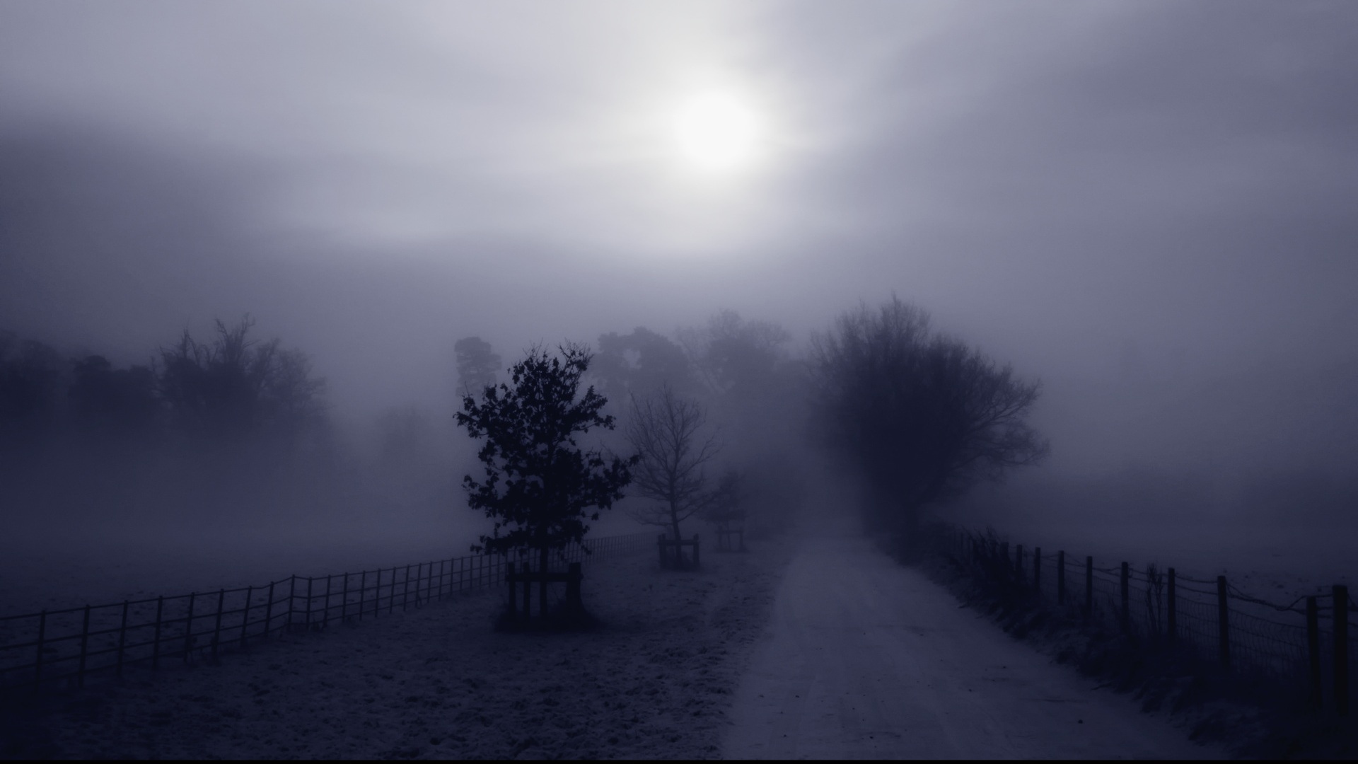 trees, fog, Country, roads, monochrome - desktop wallpaper