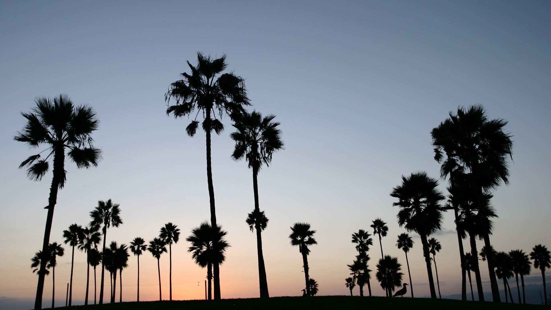 sunset, clouds, landscapes, nature, Sun, skylines, grass, fields, California, palm trees - desktop wallpaper