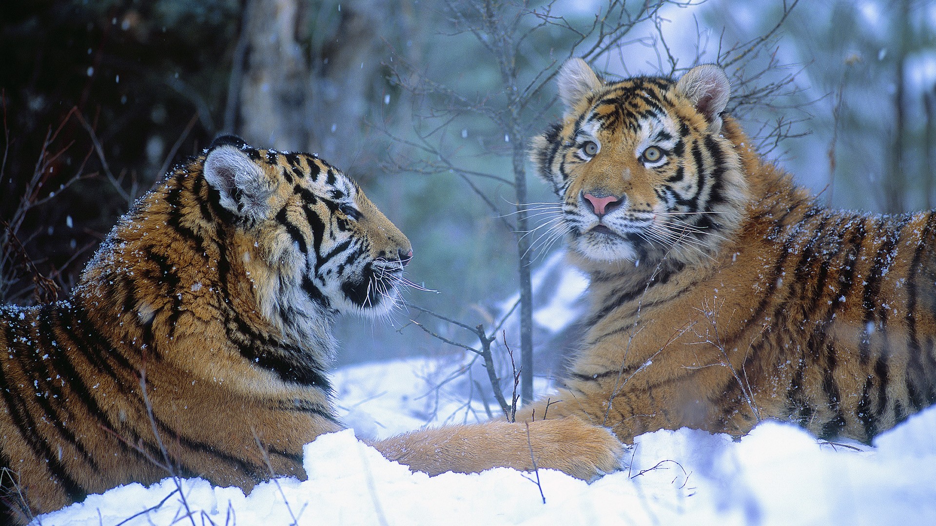 winter, China, animals, tigers - desktop wallpaper