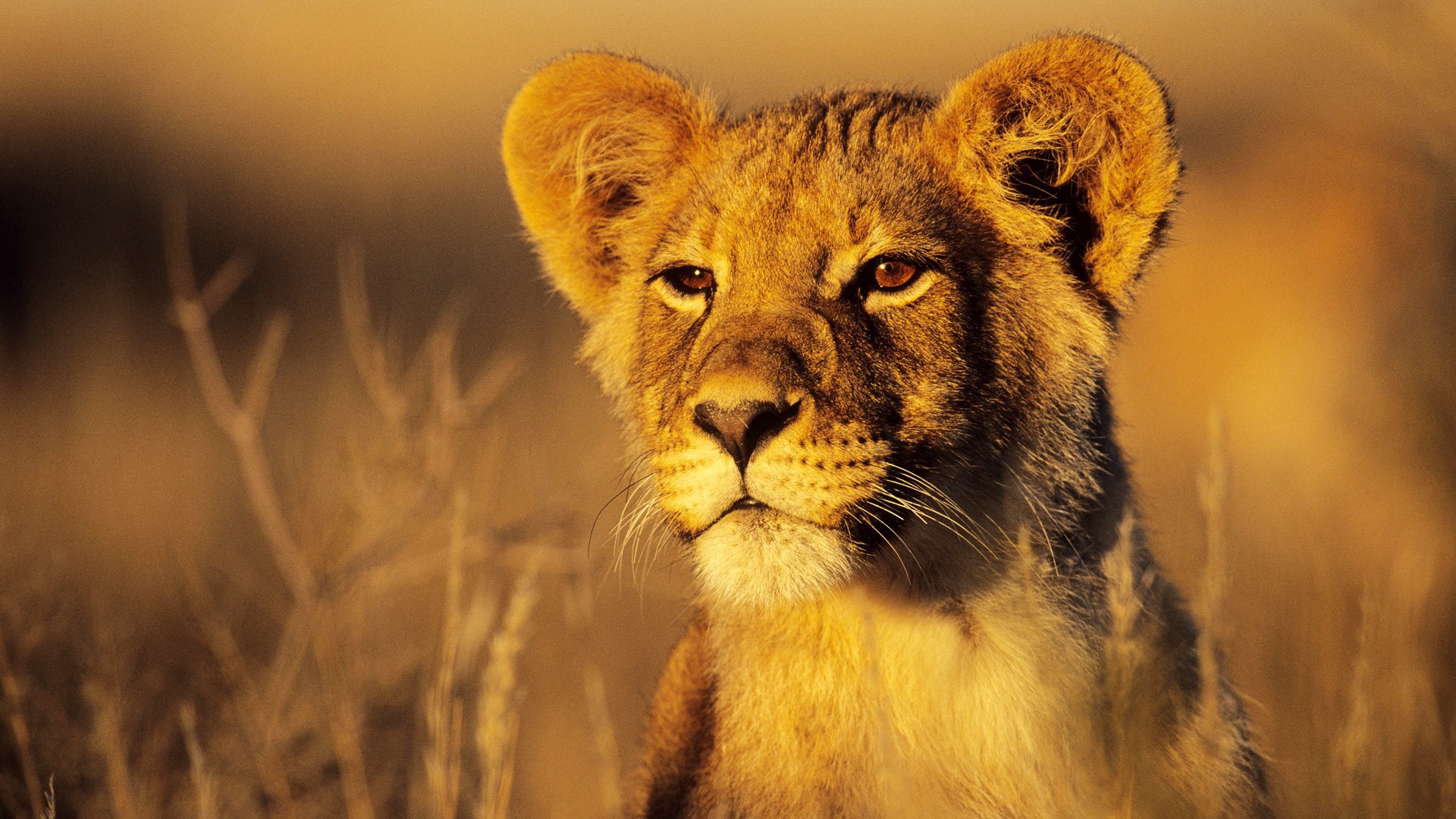 nature, animals, lions - desktop wallpaper