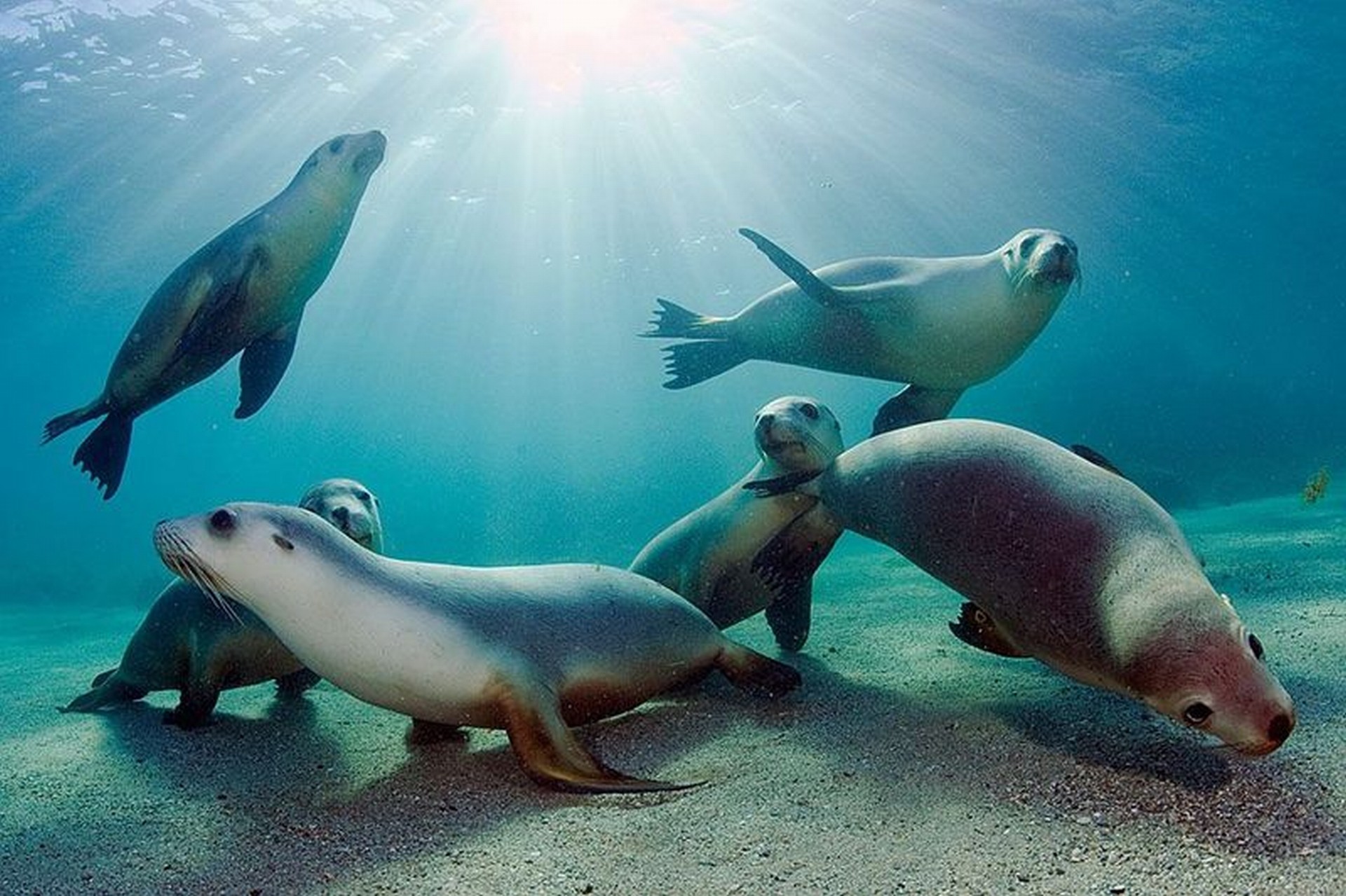 ocean, animals, low resolution, sea lions, underwater - desktop wallpaper
