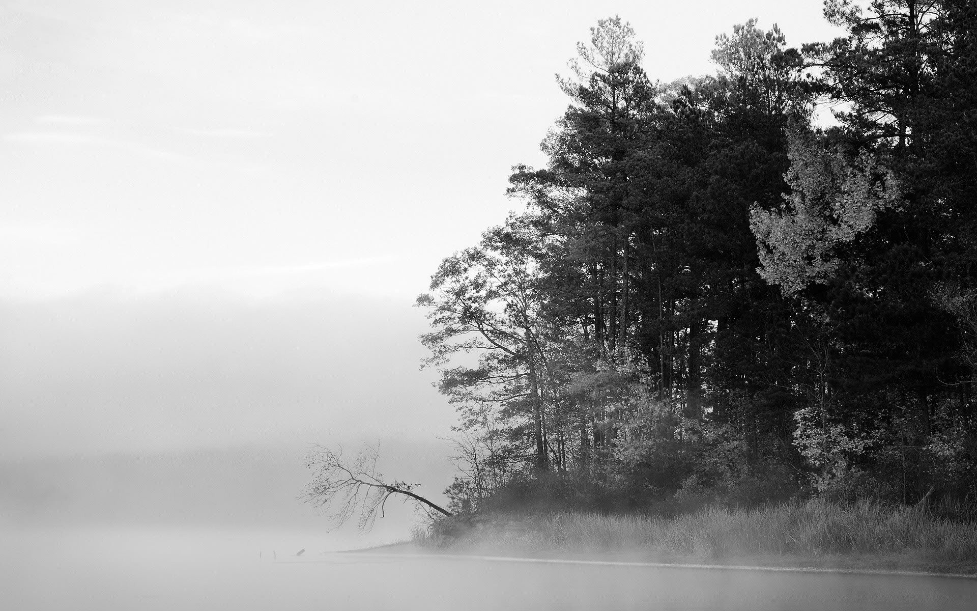 coast, trees, wood, forests, shore, fog, grayscale, monochrome - desktop wallpaper