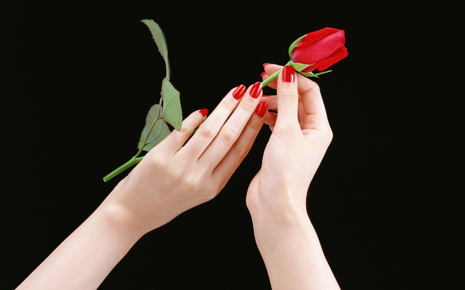 flowers, hands, roses - desktop wallpaper