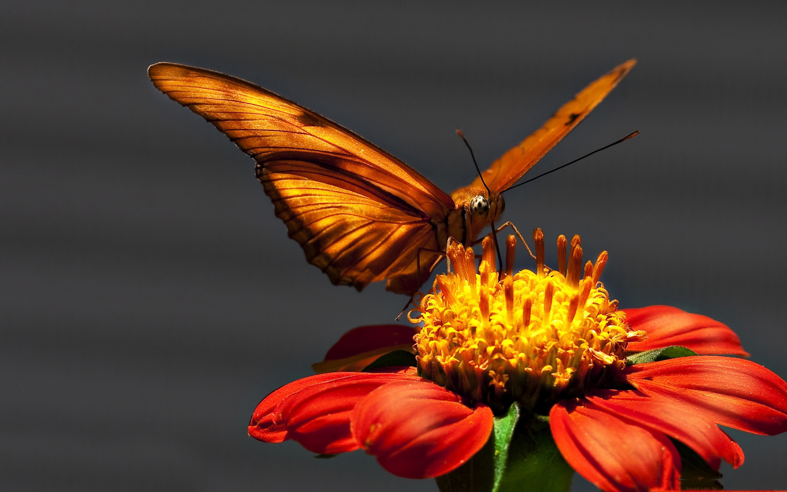 nature, flowers, macro, butterflies - desktop wallpaper