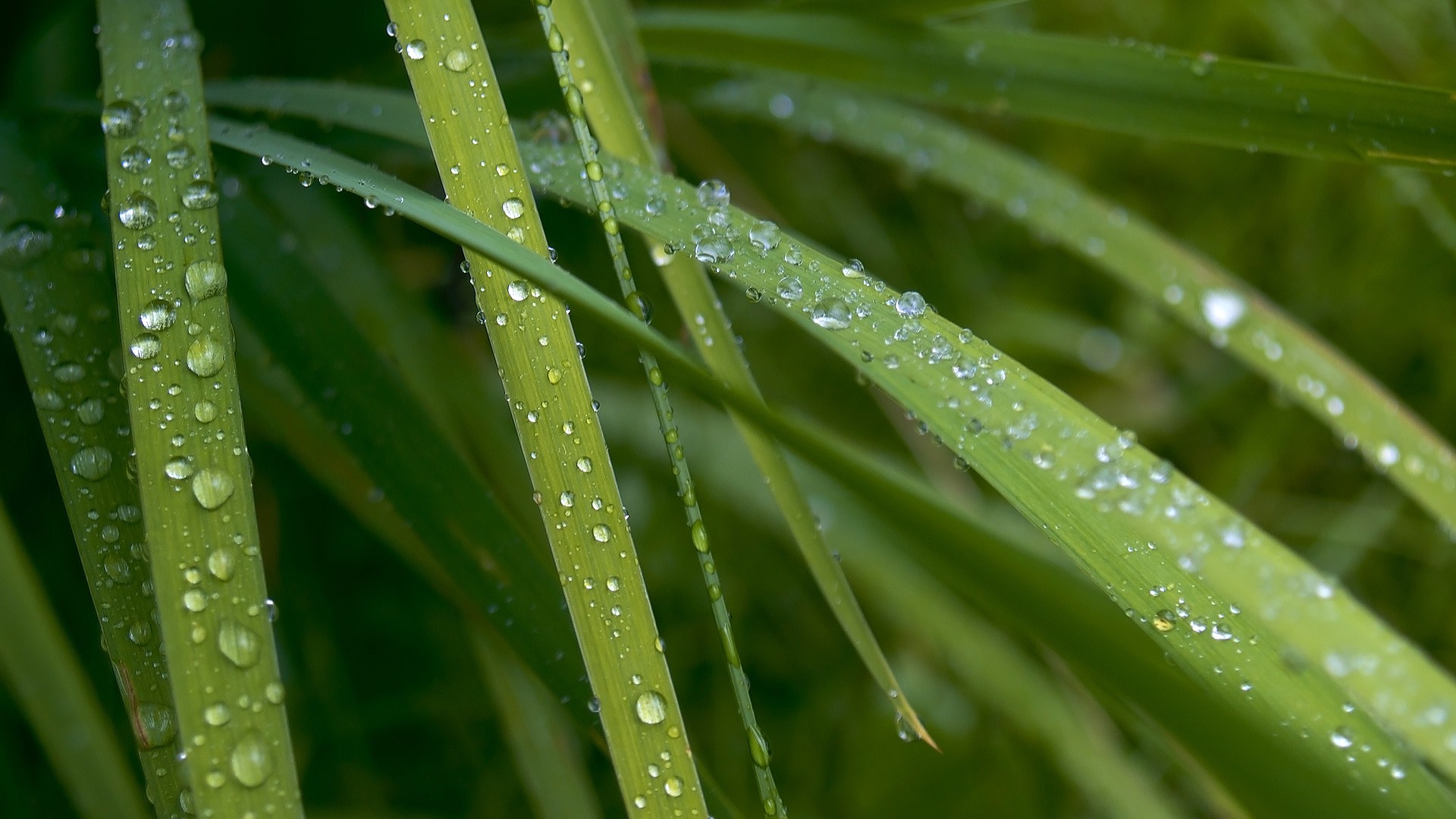 nature, grass, water drops - desktop wallpaper