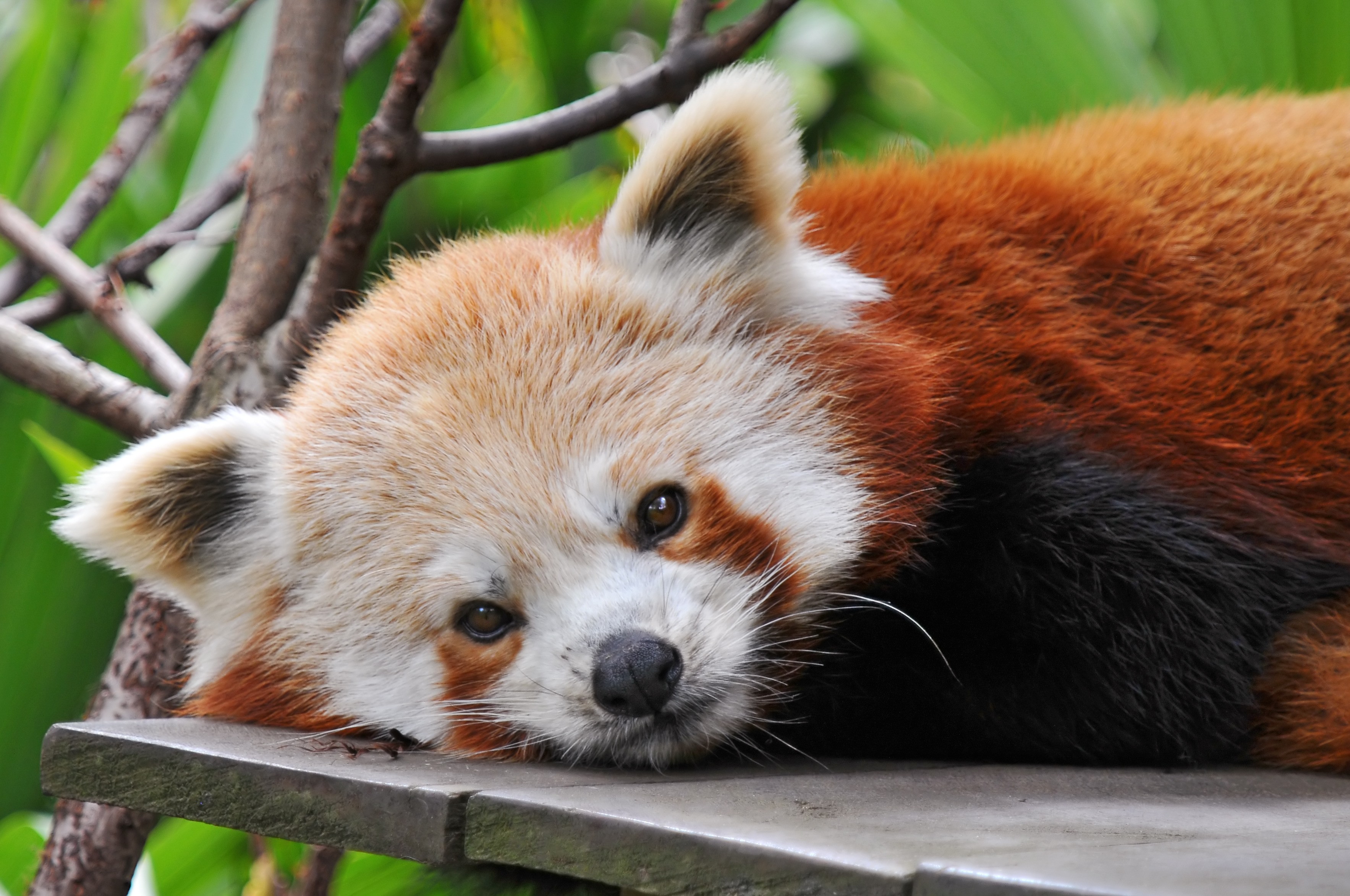 nature, animals, panda bears, red pandas - desktop wallpaper