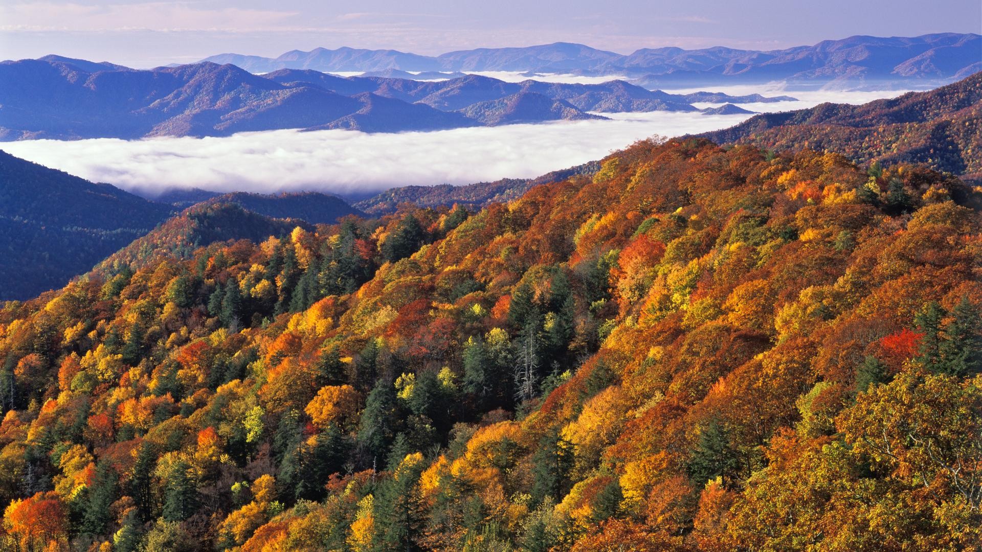 landscapes, nature, fog, National Park, Great Smoky Mountains, North Carolina - desktop wallpaper