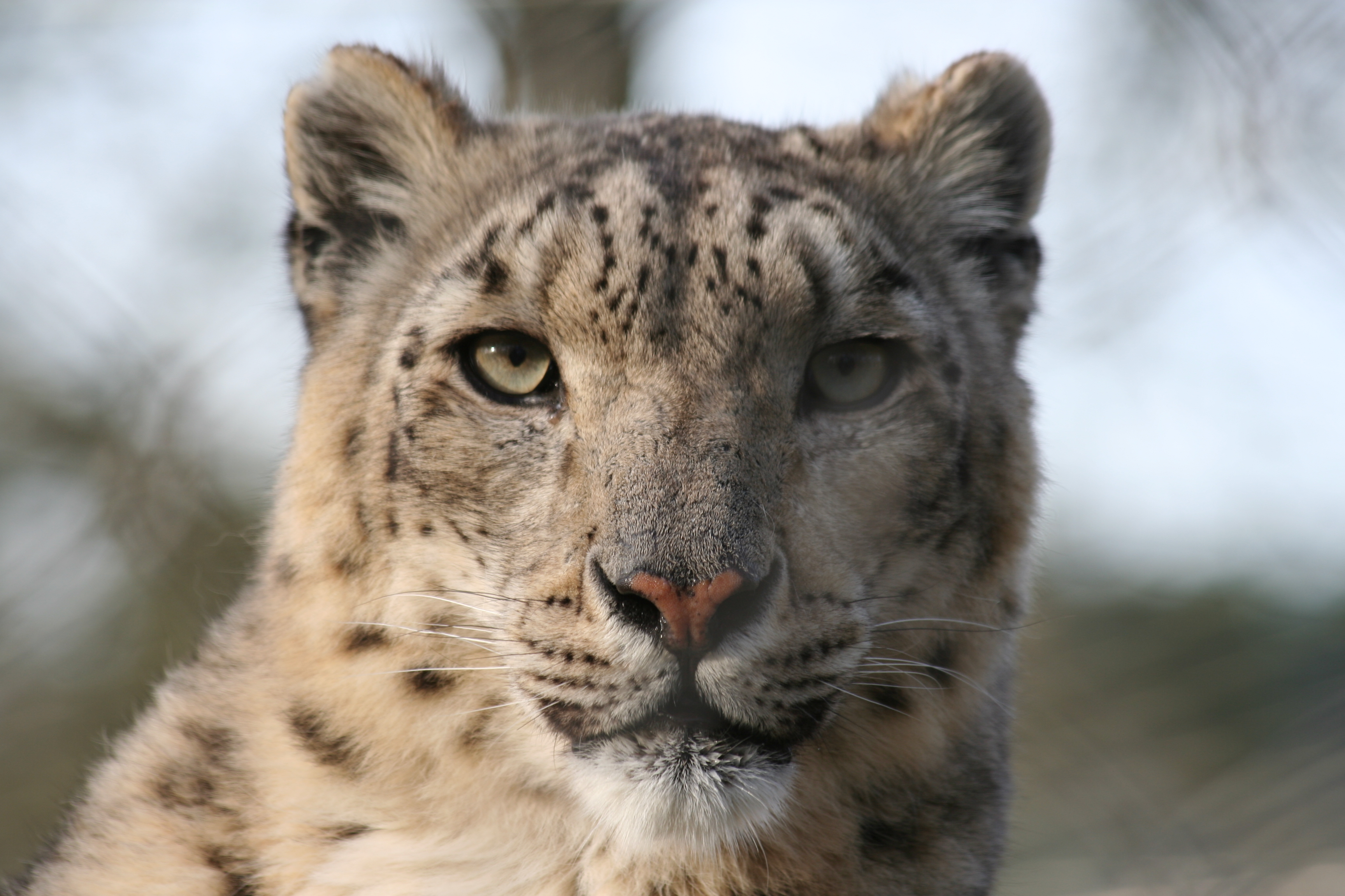 animals, snow leopards - desktop wallpaper