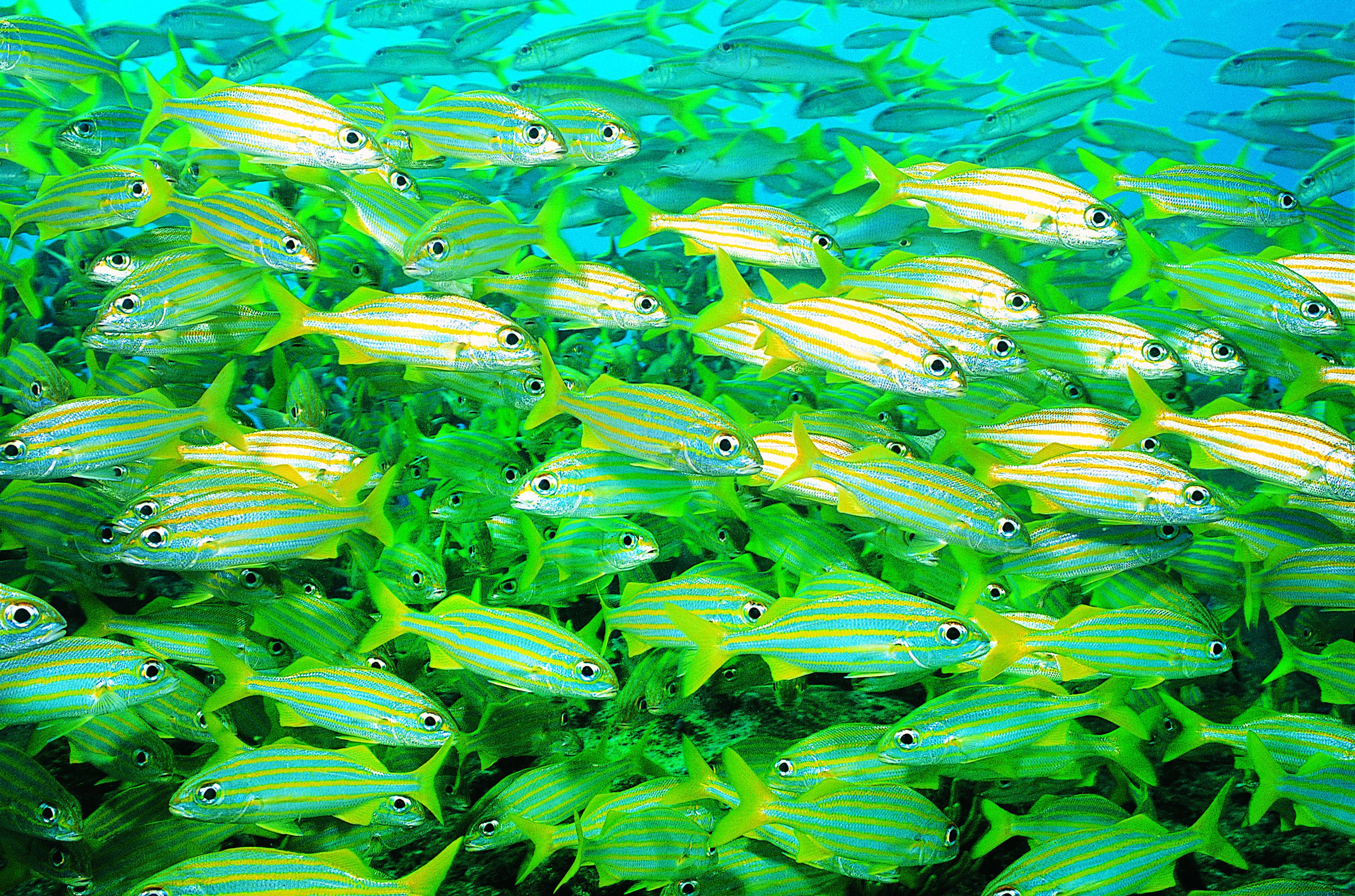 animals, fish, sea - desktop wallpaper