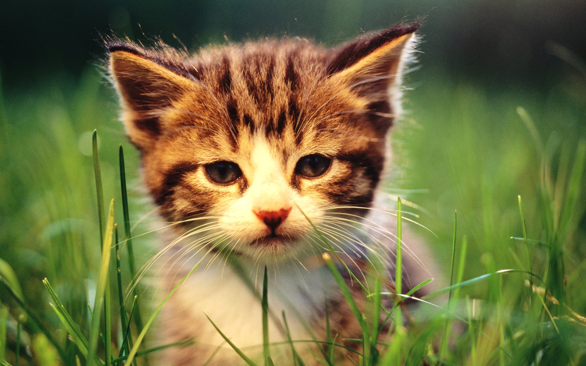 cats, animals, grass, kittens, baby animals - desktop wallpaper