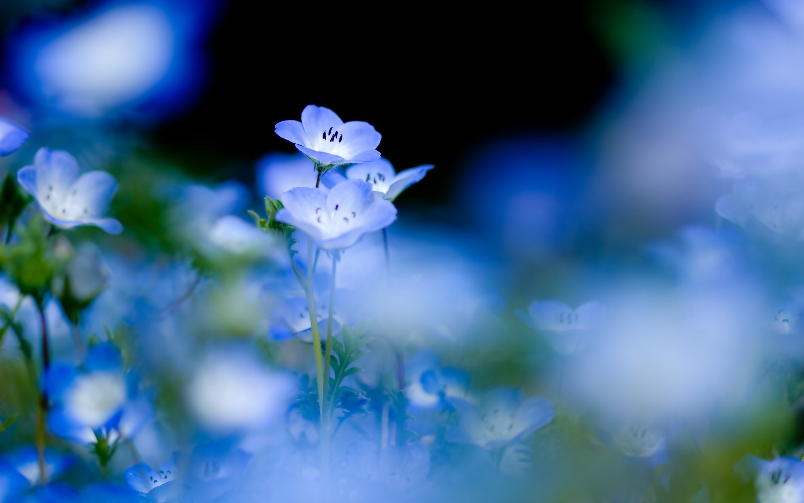 blue, nature, flowers, macro, blue flowers - desktop wallpaper