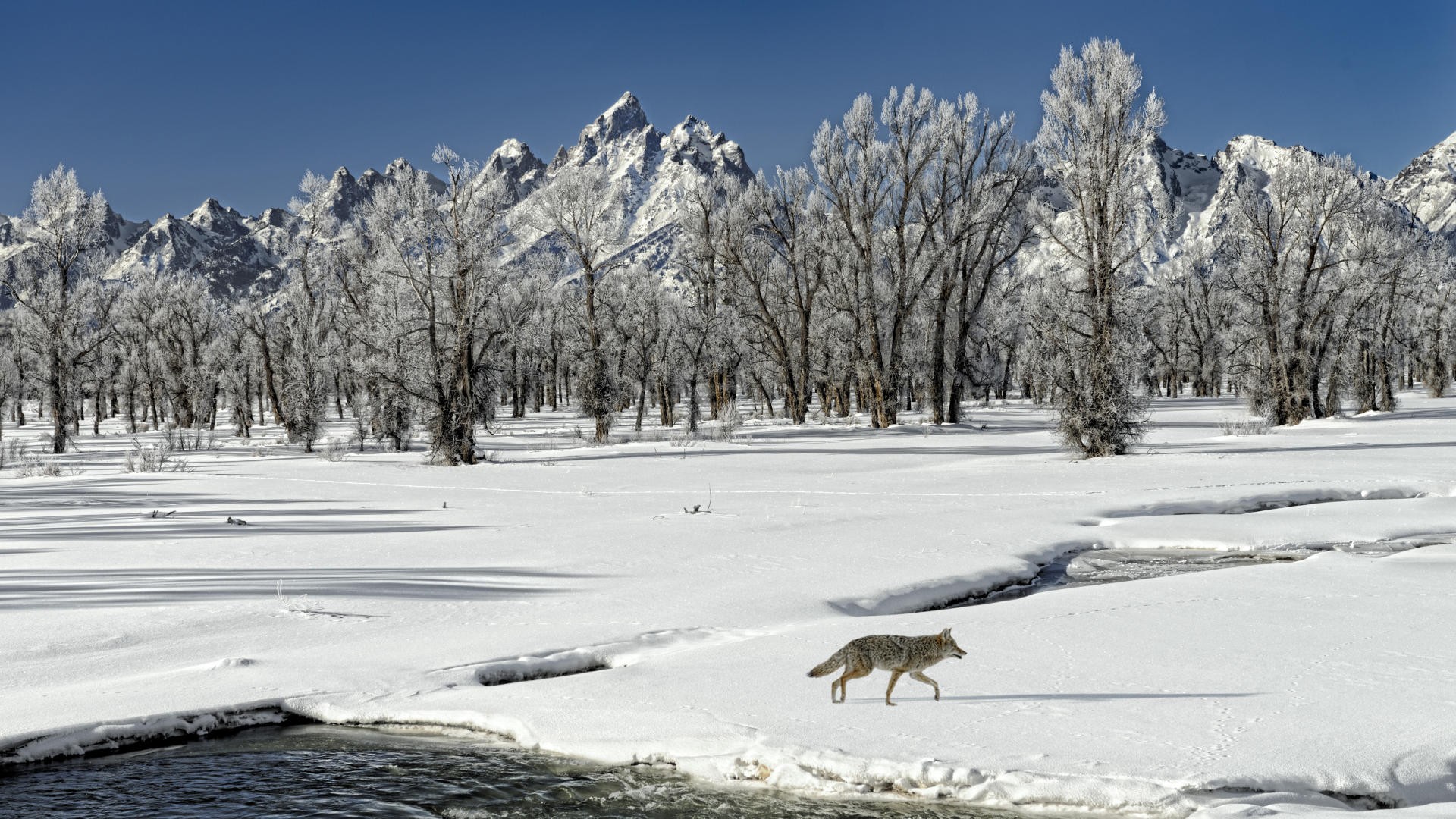 landscapes, winter, snow, outdoors, wolves - desktop wallpaper