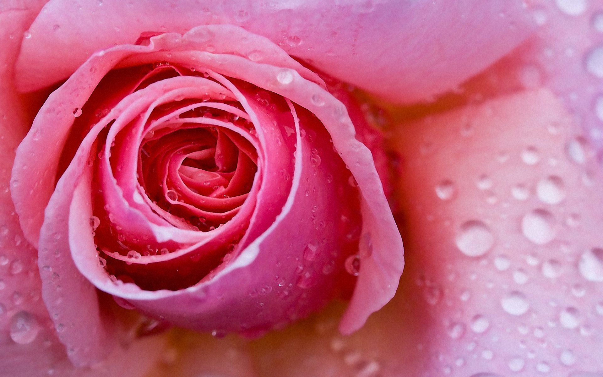 flowers, wet, water drops, roses - desktop wallpaper
