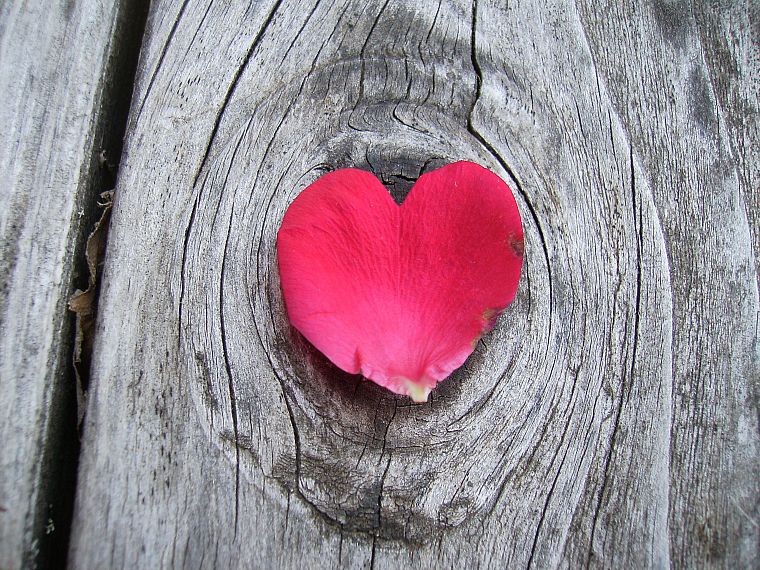 hearts, wood texture, flower petals - desktop wallpaper