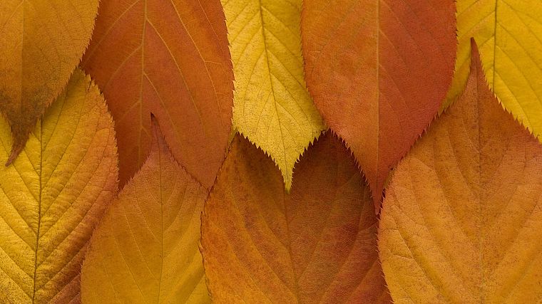 autumn, leaves, golden - desktop wallpaper