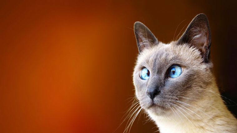 cats, blue eyes, animals, funny - desktop wallpaper