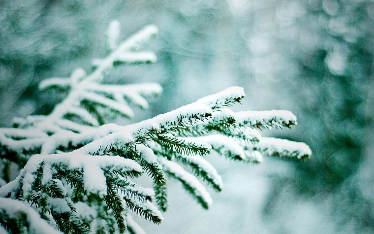 nature, winter, snow, trees, bokeh, pine trees - desktop wallpaper