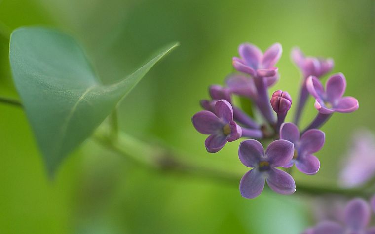 nature, flowers, spring, lilac - desktop wallpaper