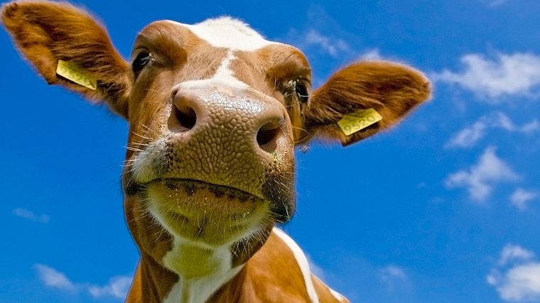 close-up, cows - desktop wallpaper