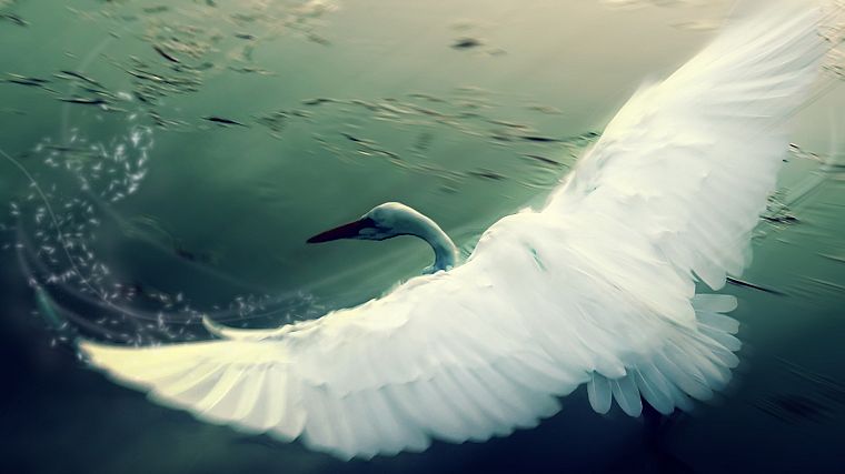 birds, swans - desktop wallpaper