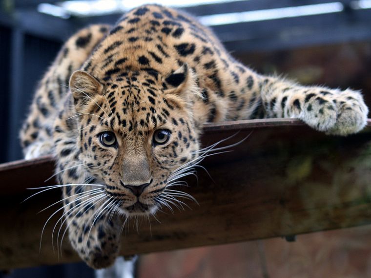animals, leopards, Amur Leopard - desktop wallpaper