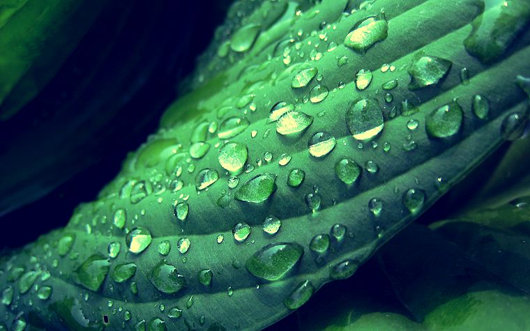 green, nature, plants, water drops, macro, dew - desktop wallpaper