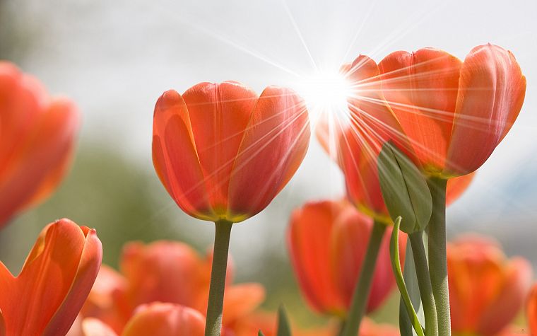 nature, flowers, plants, tulips - desktop wallpaper