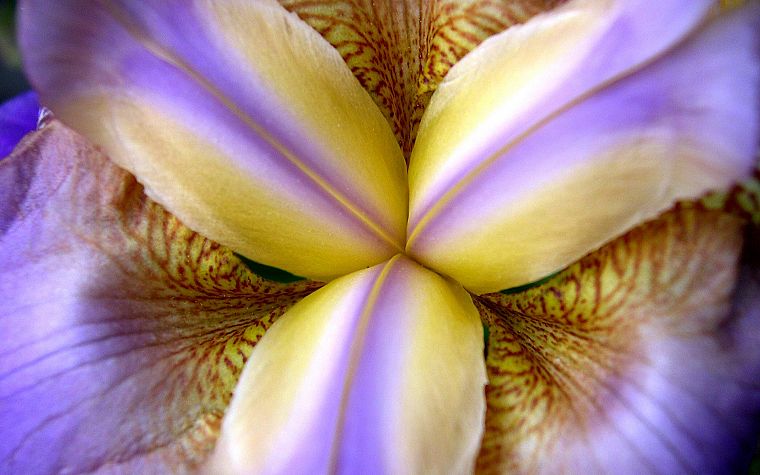 flowers, plants, irises - desktop wallpaper