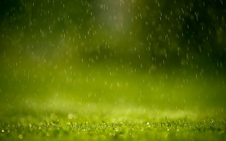 rain, grass - desktop wallpaper