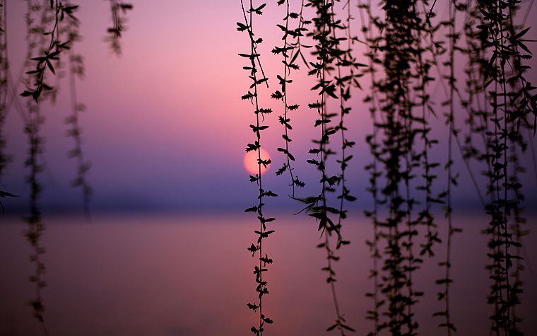 sunset, nature, trees, lakes, vines - desktop wallpaper