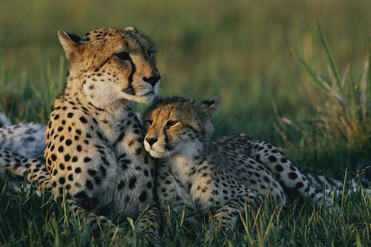 animals, cheetahs, wild cats - desktop wallpaper