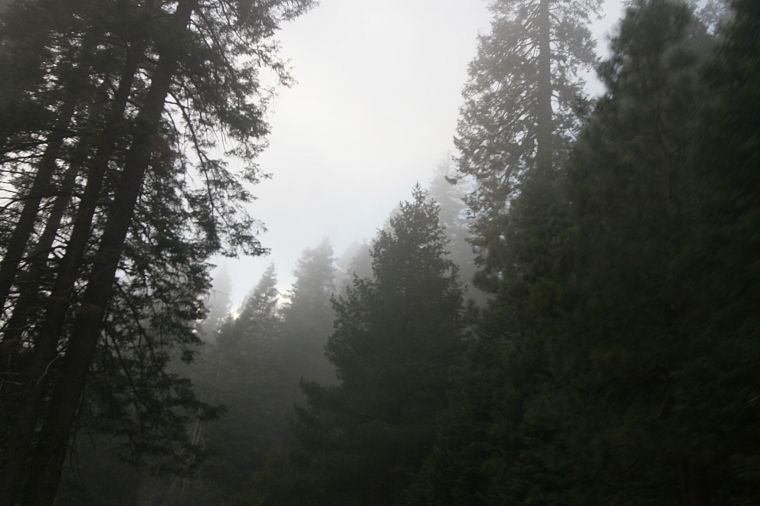 nature, trees, forests, fog, mist - desktop wallpaper