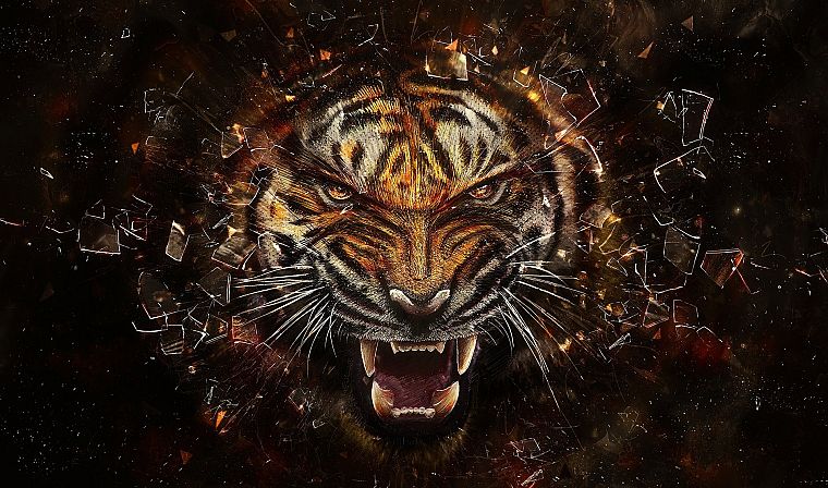 animals, tigers, revenge - desktop wallpaper