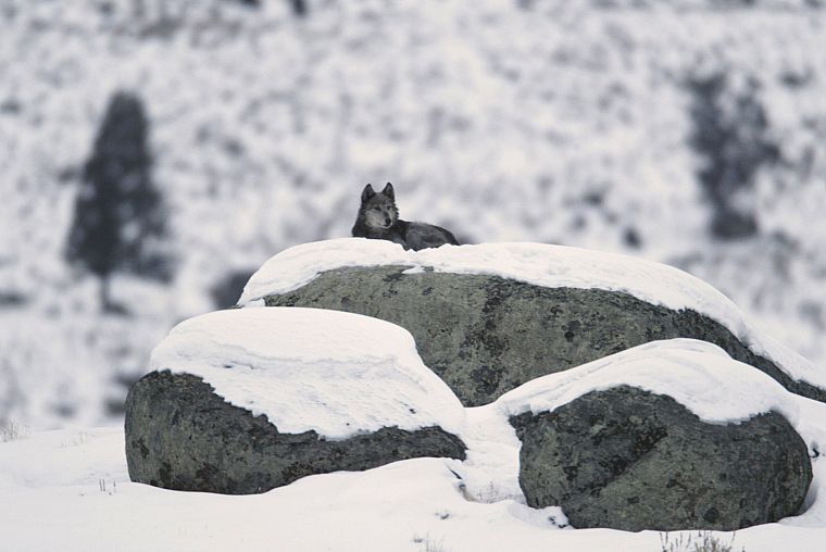 snow, animals, rocks, wolves - desktop wallpaper