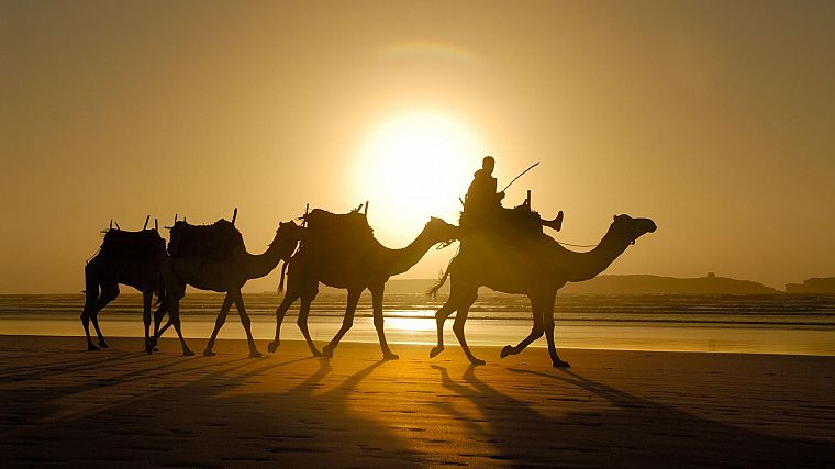 sand, camels, Morocco - desktop wallpaper