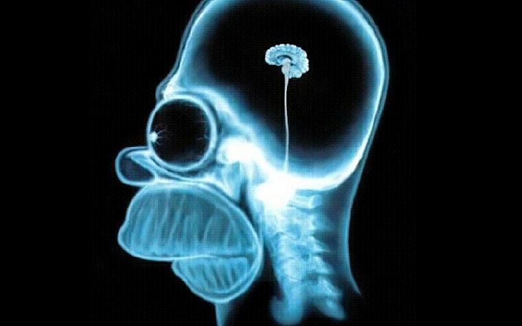 skulls, Homer Simpson, brain, The Simpsons, X-Ray - desktop wallpaper