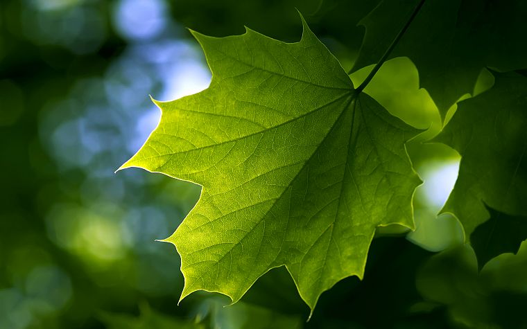 green, nature, leaf, leaves, plants, maple leaf, depth of field - desktop wallpaper