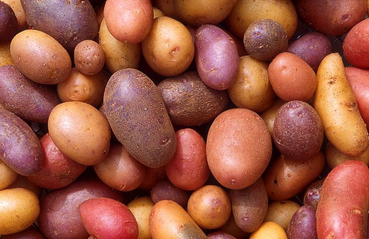 potatoes - desktop wallpaper