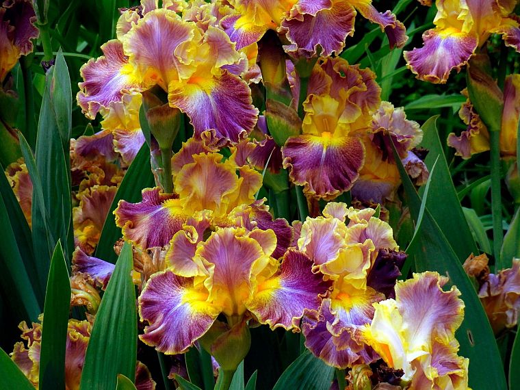 flowers, irises - desktop wallpaper