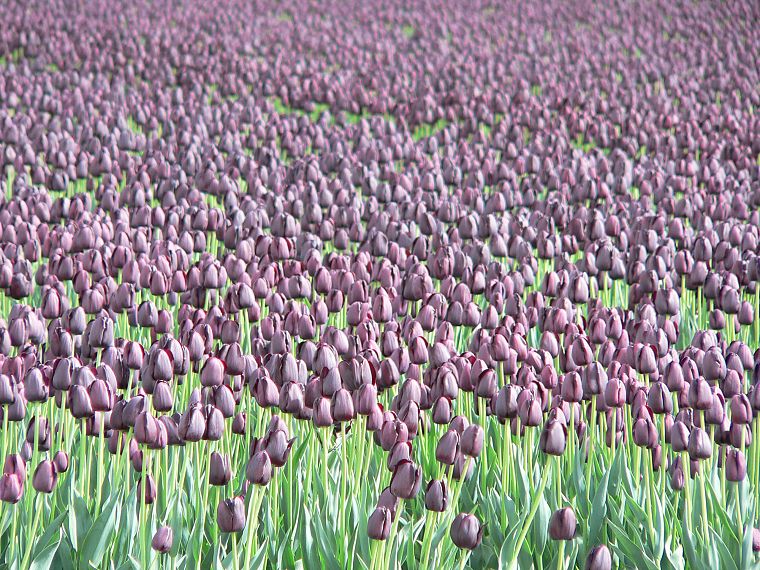 flowers, fields, tulips, purple flowers - desktop wallpaper