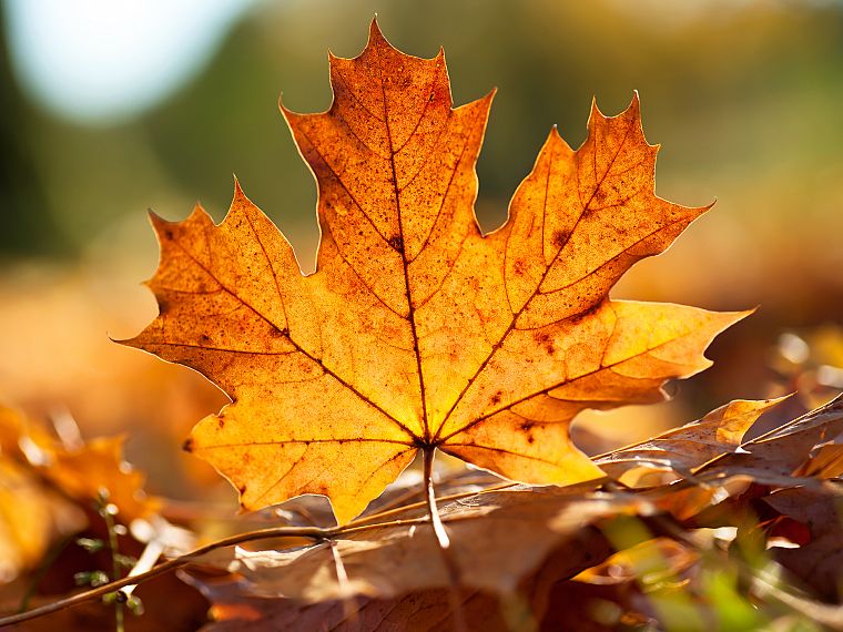 close-up, nature, leaf, autumn, leaves, plants, fallen leaves - desktop wallpaper