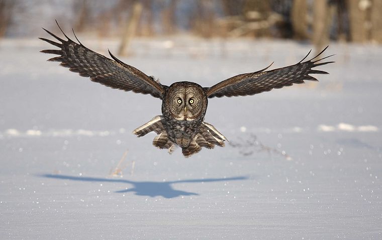 snow, birds, animals, owls - desktop wallpaper