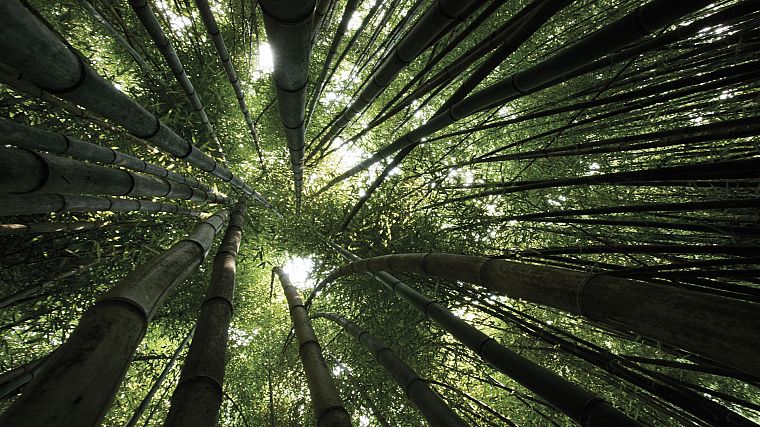 forests, bamboo - desktop wallpaper