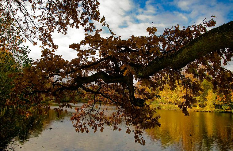 landscapes, nature, trees, autumn, leaves - desktop wallpaper