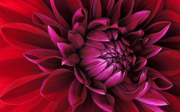 red, flowers - desktop wallpaper