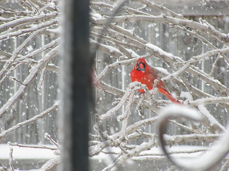 snow, birds, branches, Northern Cardinal - desktop wallpaper