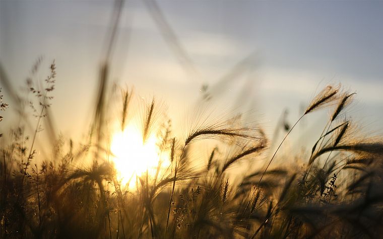 sunrise, nature, fields, summer, wheat, macro - desktop wallpaper