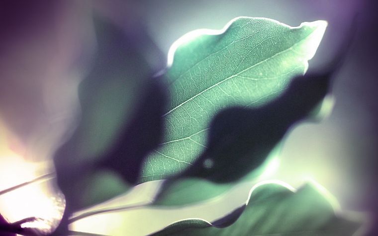 leaves, macro - desktop wallpaper