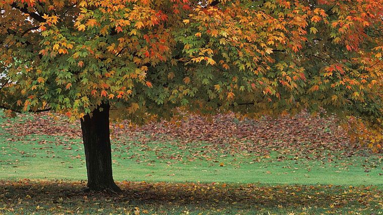 autumn, brown, parks - desktop wallpaper